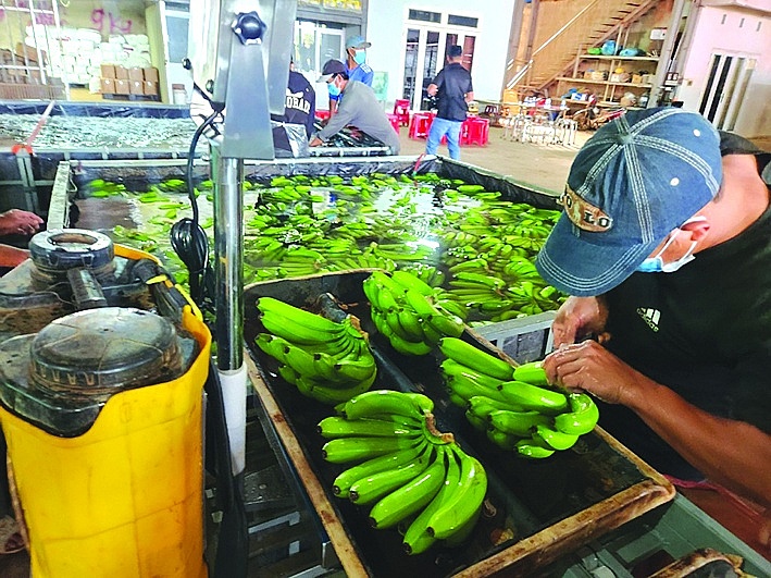 Hạ tầng cơ cở sản xuất, chế biến, bảo quản yếu khiến tỷ lệ hao hụt của nông sản Việt ở mức cao. 	Ảnh: N.H