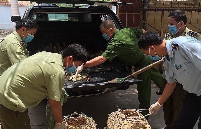 Hải Phòng: Tăng cường chống buôn bán, vận chuyển trái phép gia cầm