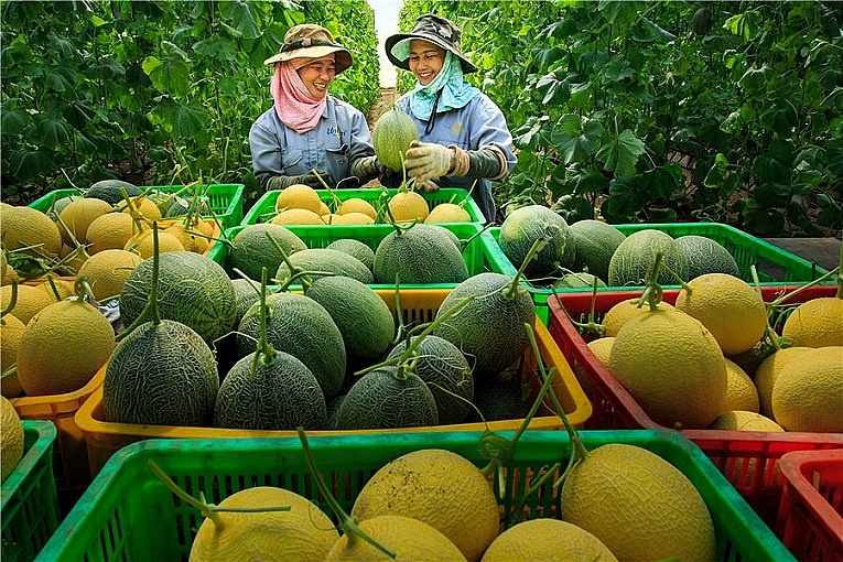 Liên kết sản xuất  tạo sự cộng hưởng cho kinh tế phát triển