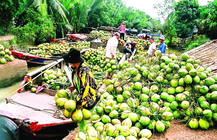 Cơ hội tỷ đô cho trái dừa Việt Nam