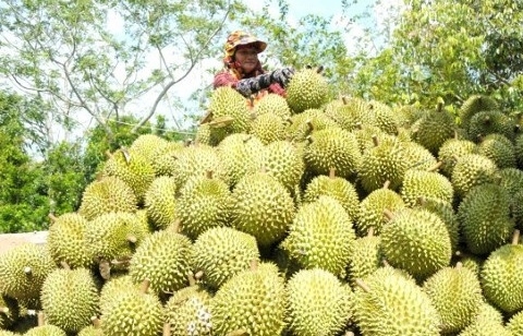 Tránh “bẫy” tăng trưởng cho sầu riêng