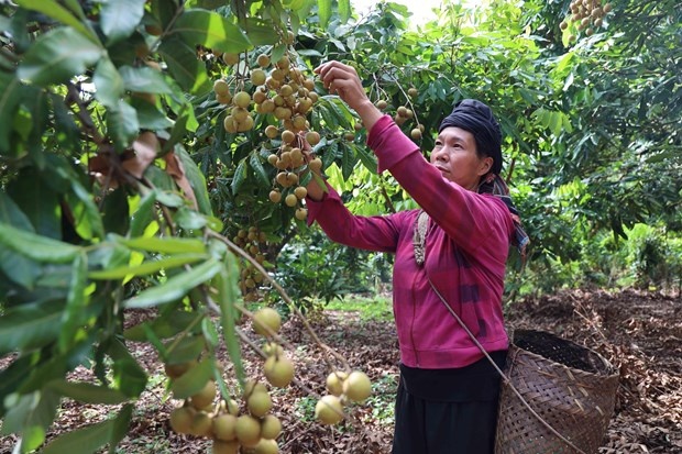 Mở lối cho nông sản miền núi vươn ra biển lớn, hướng tới xuất khẩu