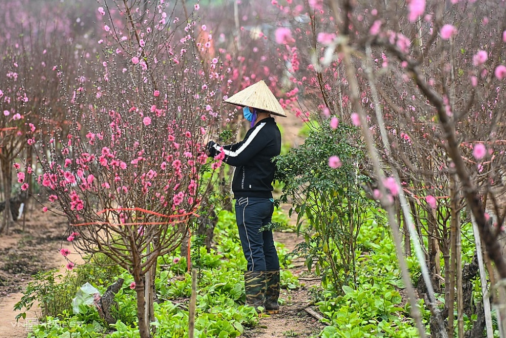 Cố định cho lịch nghỉ Tết