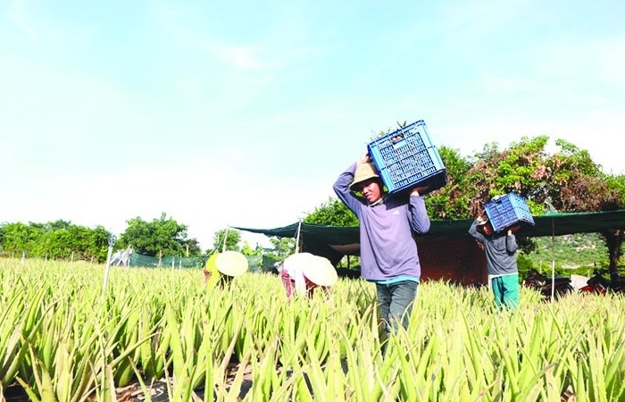 “Gia cố” liên kết sản xuất để nâng chất nông sản xuất khẩu