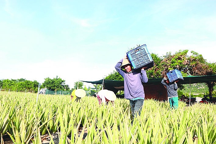 Các chính sách hỗ trợ của Nhà nước đóng vai trò bệ đỡ quan trọng cho các liên kết trong giai đoạn đầu hình thành. 	Ảnh: T.L