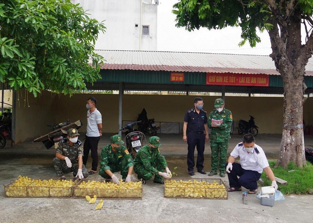 Hải quan - Biên phòng Chi Ma đang kiểm đếm  tang vật là gia cầm giống nhập lậu. Ảnh: Vi Toàn