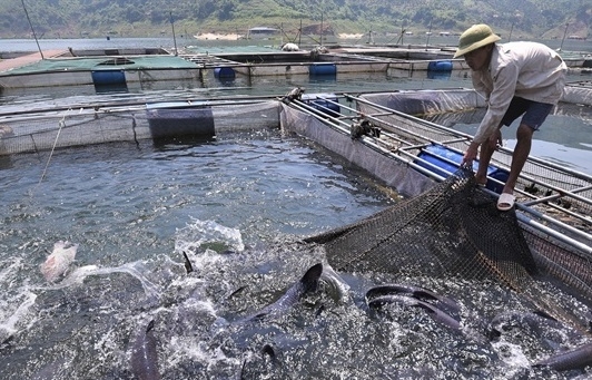 Phát triển thuỷ sản hồ chứa, xây dựng thương hiệu cho thị trường nội địa