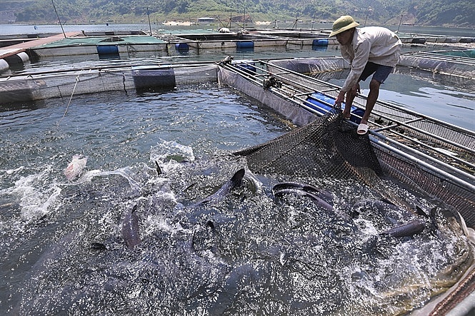 Phát triển thuỷ sản hồ chứa, xây dựng thương hiệu cho thị trường nội địa