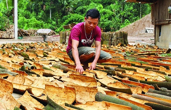 Làm gì để gia tăng giá trị xuất khẩu cho ngành quế ?