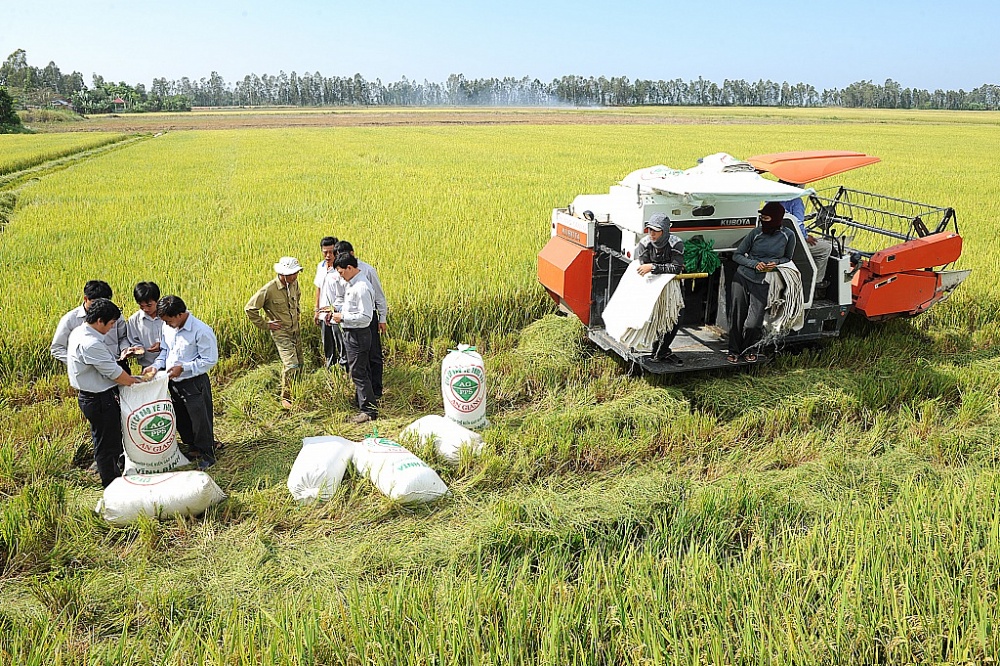 Lúa gạo Lộc Trời