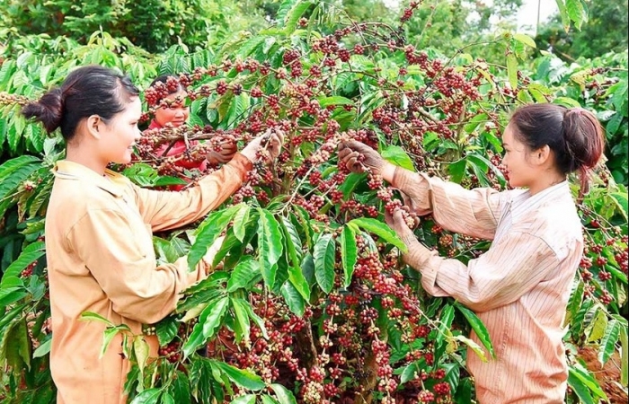 Xuất khẩu cà phê khởi đầu niên vụ mới với nhiều nỗi lo