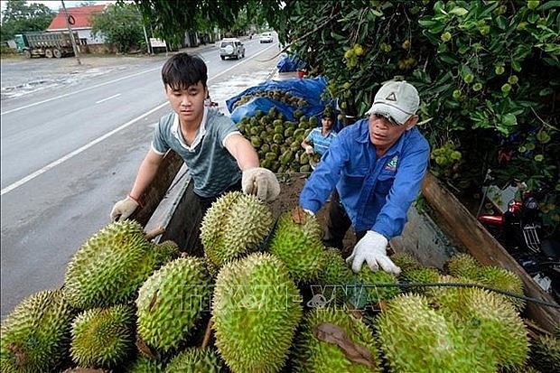 Thu mua sầu riêng ở huyện Đạ Huoai (Lâm Đồng). Ảnh: TTXVN