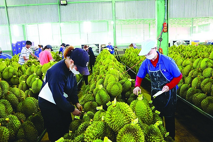 Sầu riêng là mặt hàng có đóng góp lớn vào kết quả xuất khẩu ấn tượng của ngành nông nghiệp trong năm 2023. 	Ảnh: TTXVN