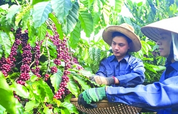 Chia sẻ lợi ích để ngành cà phê vượt qua "bão giá"