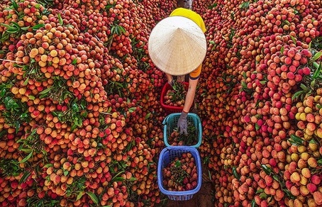 Hải quan cửa khẩu Lào Cai sẵn sàng làm thủ tục xuất khẩu vải thiều