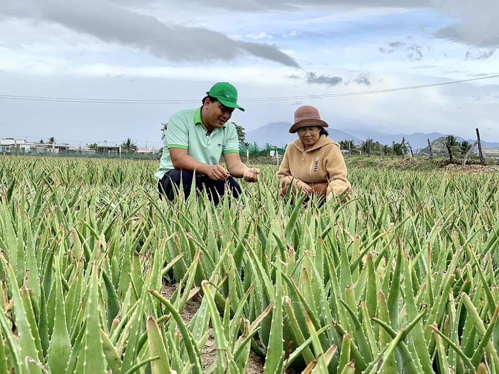 Trồng nha đam theo mô hình nông nghiệp tuần hoàn mang lại giá trị cao tại tỉnh Ninh Thuận. 	Ảnh: N.H