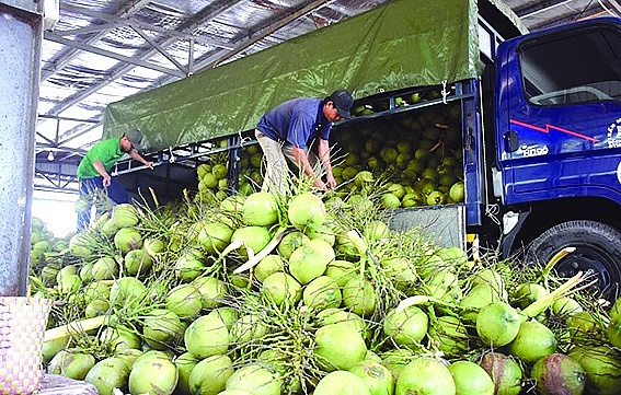 Các cơ sở đóng gói đã đăng ký phải thiết lập hệ thống truy xuất nguồn gốc. Ảnh minh họa: ST 