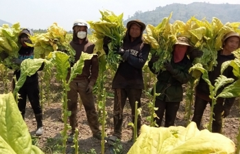 Tăng thuế tiêu thụ đặc biệt thuốc lá đảm bảo hài hòa lợi ích doanh nghiệp - nông dân - nhà nước