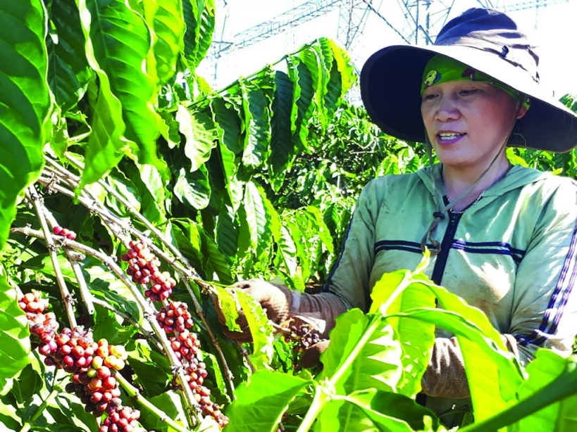 Xây dựng, bảo hộ thương hiệu nông sản: Đăng ký bảo hộ nhãn hiệu càng sớm càng tốt