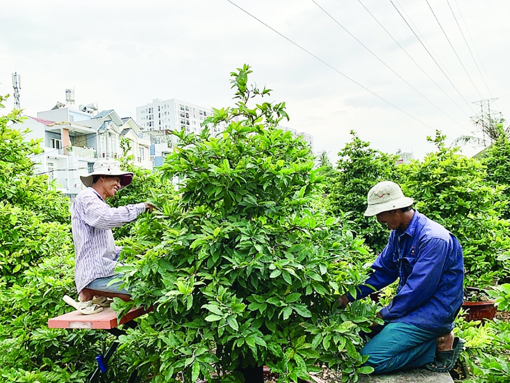 Thời tiết thuận, người trồng mai mừng