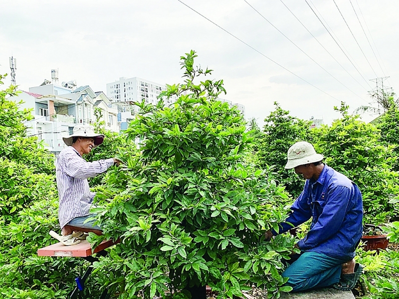 thoi tiet thuan nguoi trong mai mung