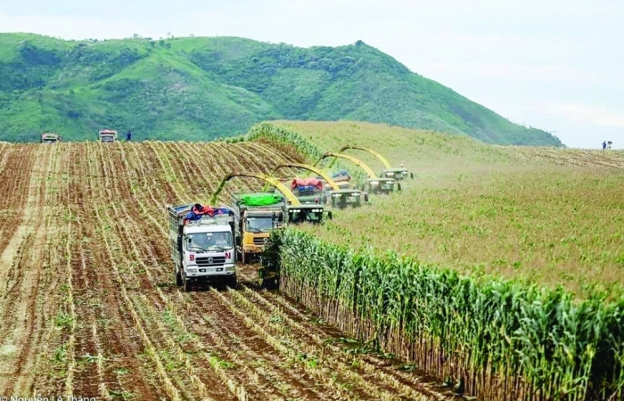 Khi ngô không được coi là hàng trong nước sản xuất được