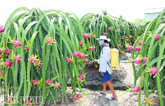 Đảm bảo quyền lợi hài hoà các bên về bản quyền giống thanh long ruột đỏ LĐ1