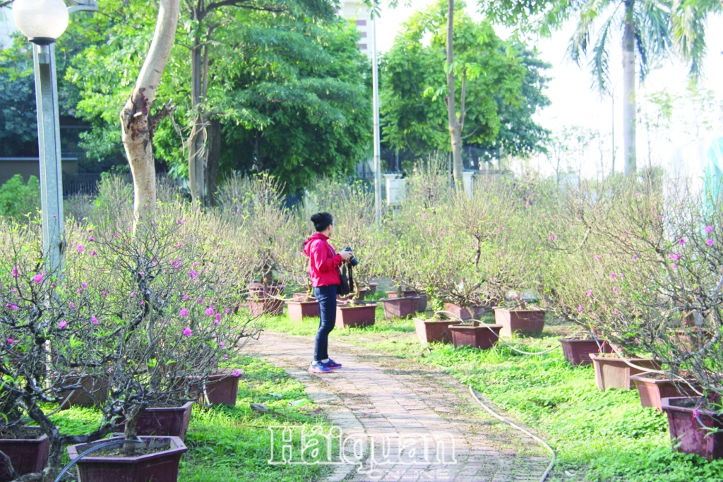 ha noi nha vuon tat bat chuan bi cho vu hoa tet