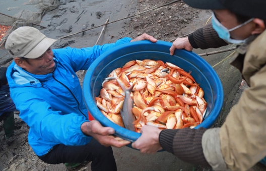 Hối hả làng nuôi cá chép đỏ Thuỷ Trầm trước ngày ông Công ông Táo