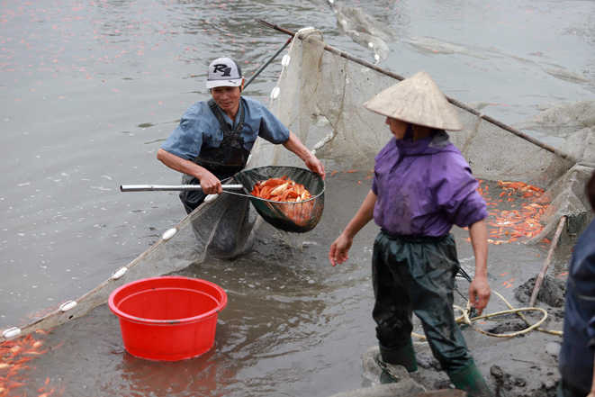 lang nuoi ca chep do thuy tram hoi ha truoc ngay ong cong ong tao