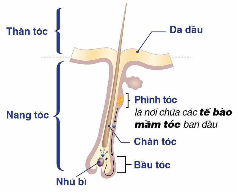 te bao mam toc hieu de tri rung toc hoi dau