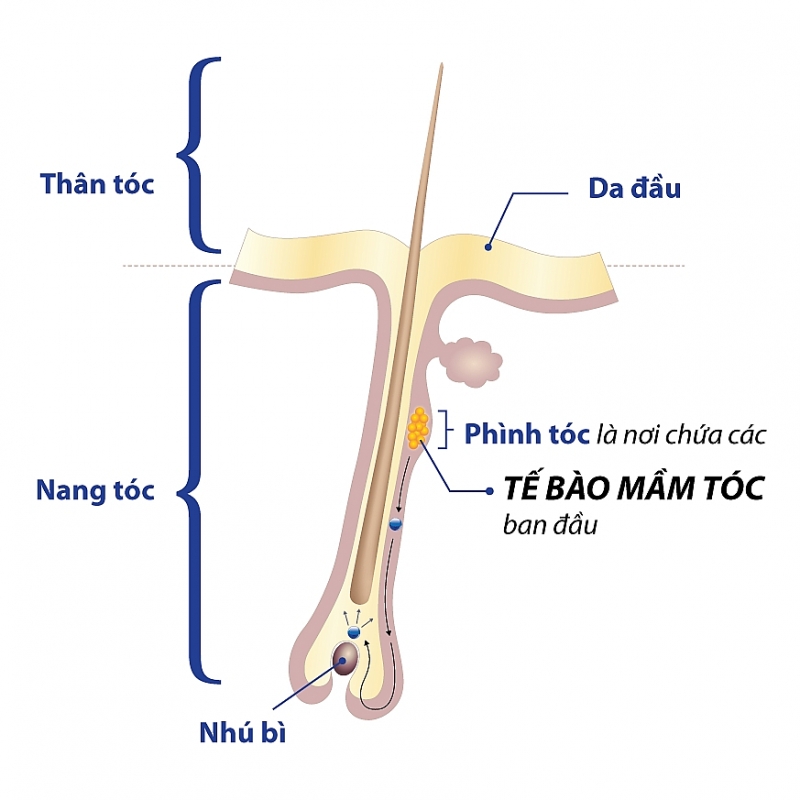 dung de thoi quen lam dep toc khien ban hoi dau