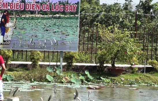 Mãn nhãn với màn biểu diễn cá lóc bay bên vườn hoa hồng