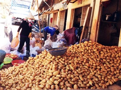 khoai tay trung quoc lai len da lat