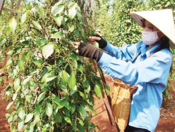 Xuất khẩu hồ tiêu lao đao