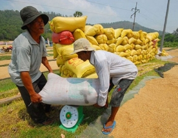 Ngân sách hỗ trợ lãi suất vay mua thóc, gạo tạm trữ