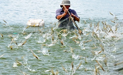 khong su dung khang sinh trong thuc an thuy san