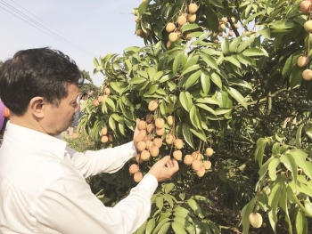 Tìm lối bứt phá xuất khẩu rau quả sang Nhật Bản