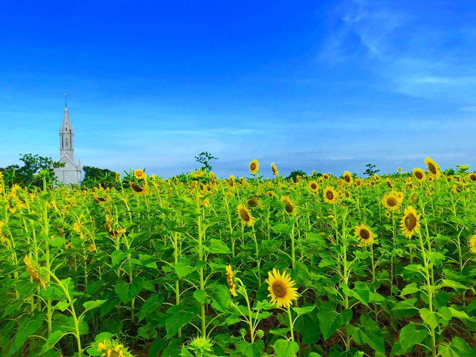 canh dong hoa huong duong o thai binh hut khach nhung ngay dau he