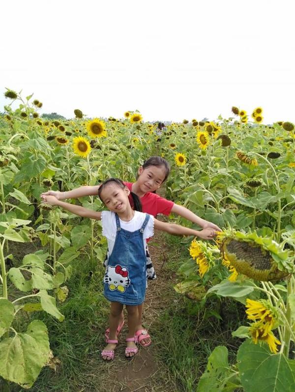 canh dong hoa huong duong o thai binh hut khach nhung ngay dau he