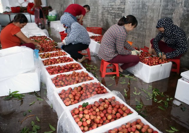 kim ngach xuat khau tot nhung nhieu trai cay viet van quotvo hinhquot