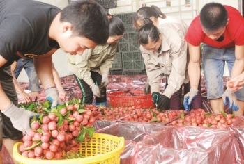 Xuất khẩu rau quả đang chững lại