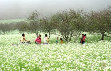 len ha giang du hoi hoa tam giac mach