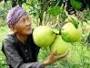 buoi nam roi binh minh duoc bao ho chi dan dia ly