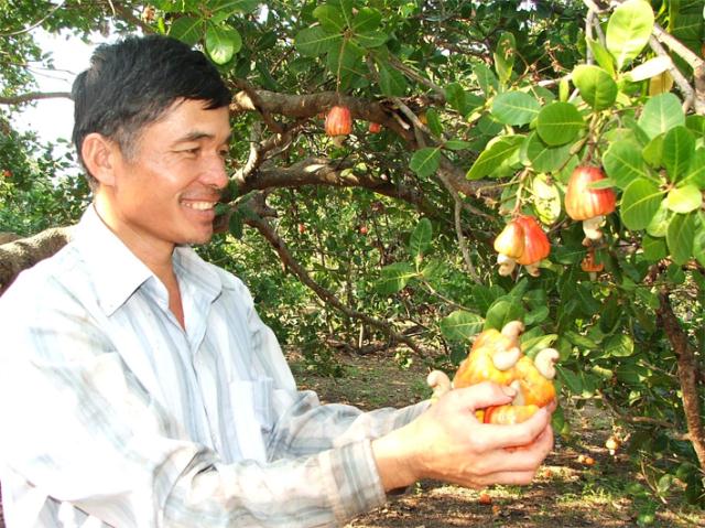 xay dung chi dan dia ly cho hat dieu binh phuoc