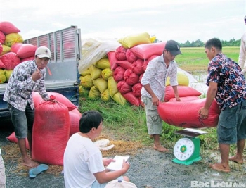 Đẩy mạnh thu mua, tiêu thụ lúa gạo hàng hóa