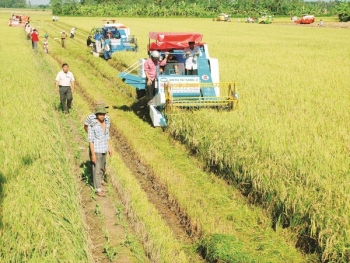 Xuất khẩu gạo tiến chắc