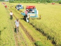 dau nam da khap khoi xuat khau gao