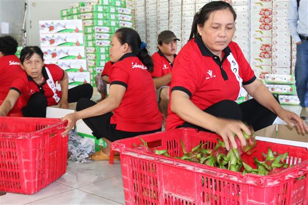 tim giai phap de nong san viet khong bi cuop thuong hieu tai nuoc ngoai