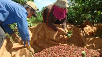 Quyết tâm đòi lại thương hiệu cà phê Buôn Ma Thuột